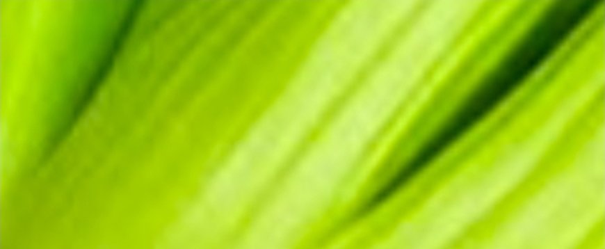 Cleanse Your Kidneys, Liver & Lungs – A Natural Bacteria Killer!