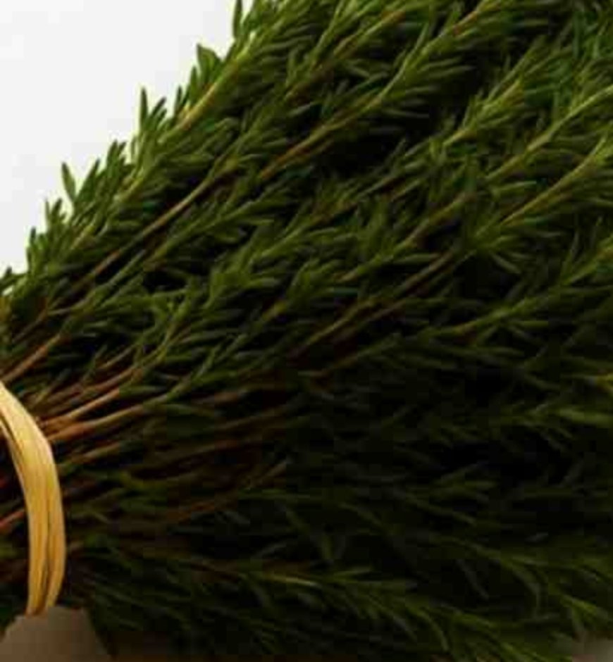 Oregano: Nature’s Small but Mighty Healer