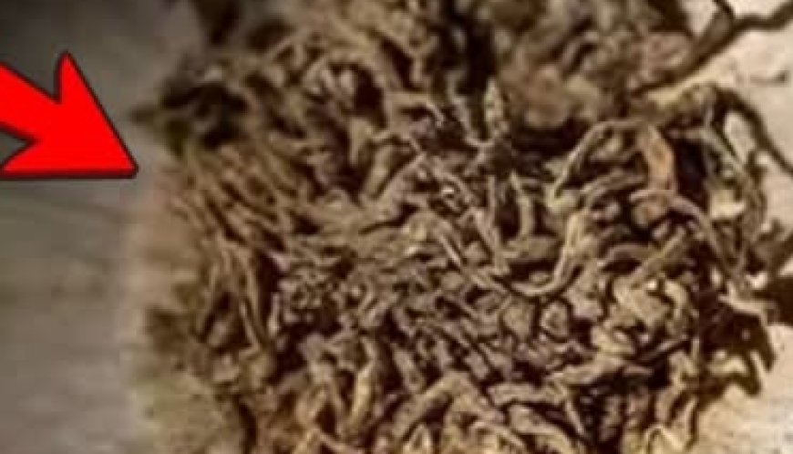 The One Ingredient That Could Protect You From Over 25 Health Threats