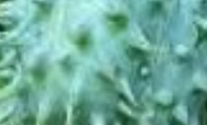 7 Benefits and Uses of Castor Oil