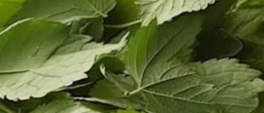 7 Healing Leaves That Naturally Support Diabetes, Blood Pressure, Pain Relief, Cholesterol, and Circulation