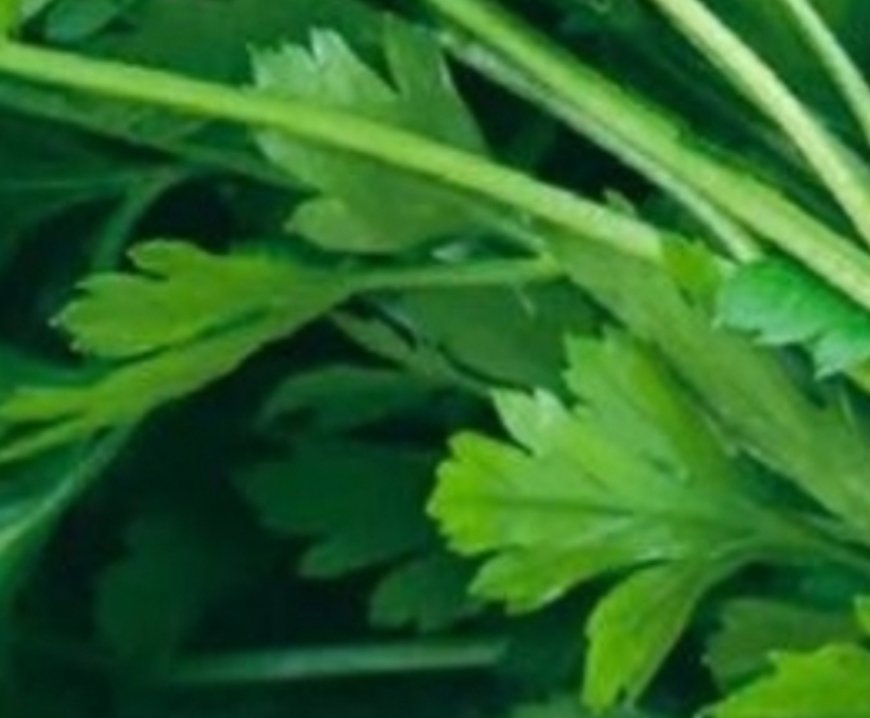 This plant k.i.l.ls 86% of lung cancer cells