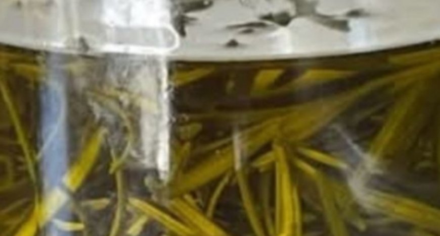 Old Doctors: Rosemary Oil Has a Secret 95% of Seniors Never Heard Of