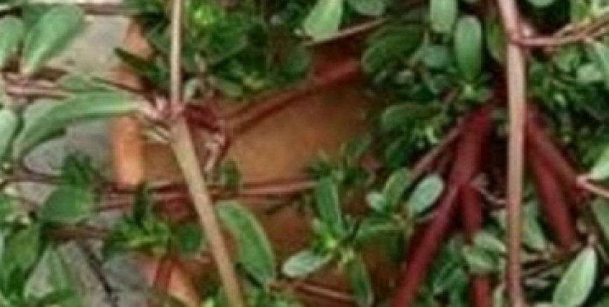 Purslane: The Superfood That Tastes Better Than Meat – 7 Reasons to Grow It in Your Garden