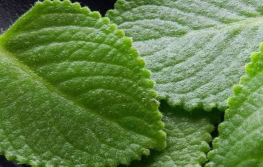 Oregano: The Golden Herb for Eye Health