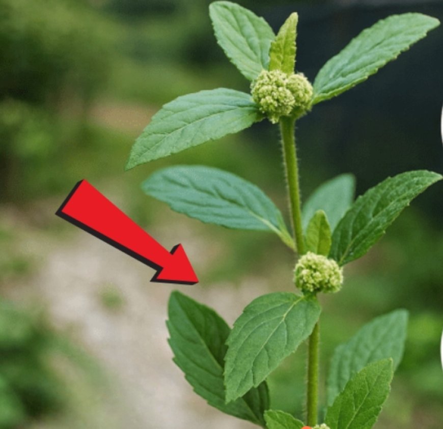 Allergies, digestion, peau, articulations… Cette plante fait plus que vous ne l’imaginez.