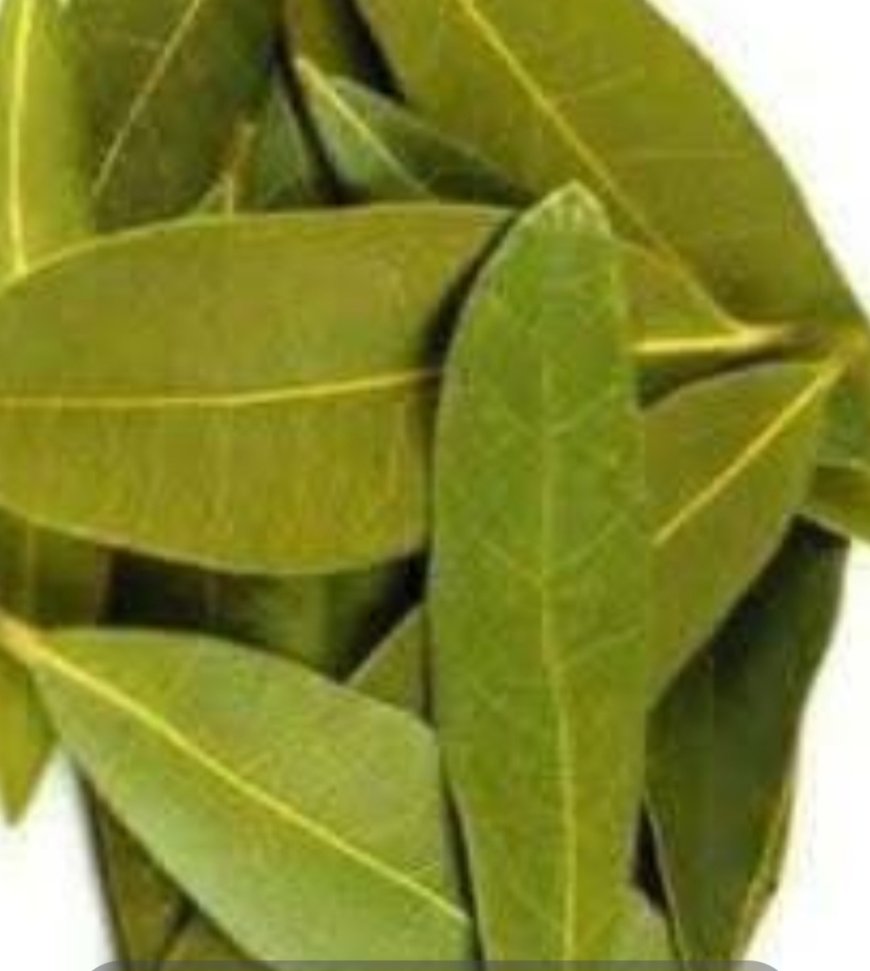 Exploring the Benefits of Bay Leaves for Skin: Natural Anti-Aging Properties